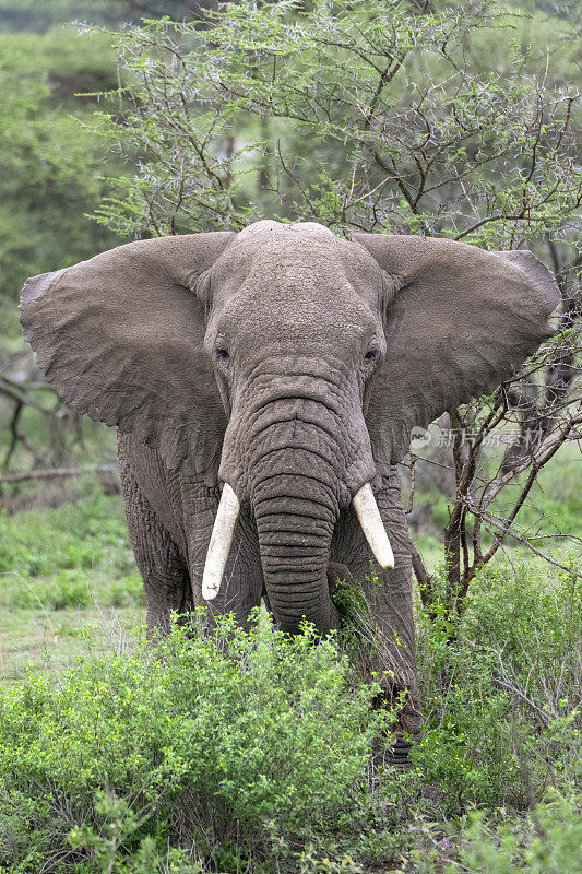 African Elephant Grazing